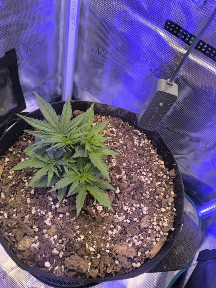 Watermelon Candy F1 auto (second grow). Week 3