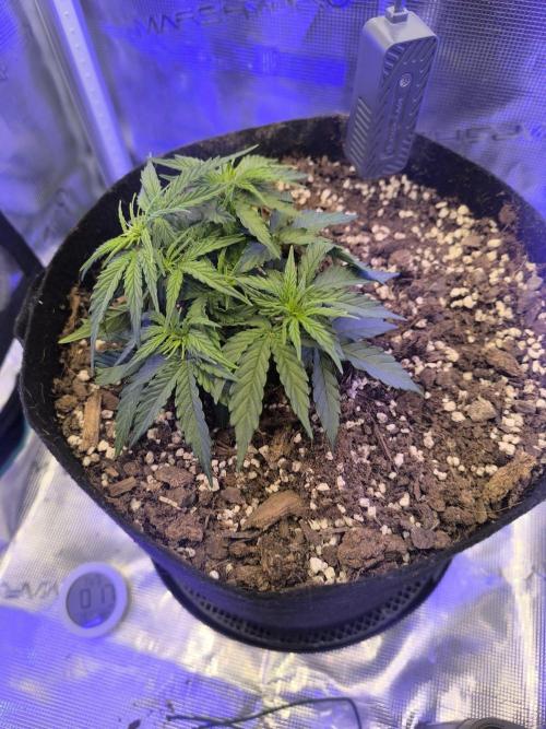Watermelon Candy F1 auto (second grow). Week 3