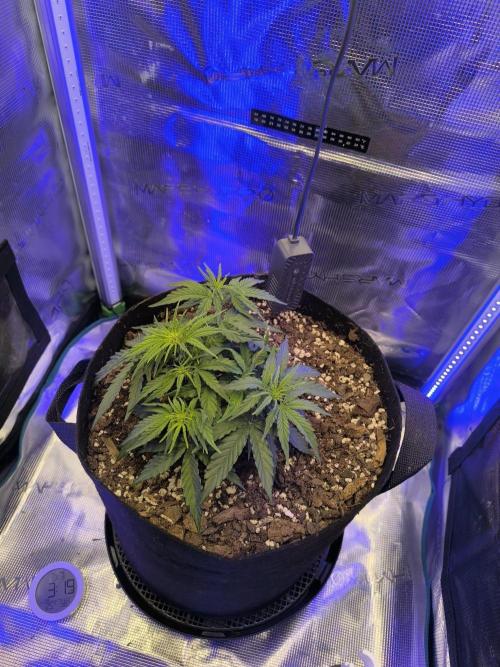 Watermelon Candy F1 auto (second grow). Week 3