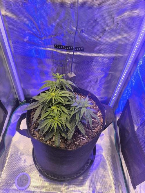 Watermelon Candy F1 auto (second grow). Week 3