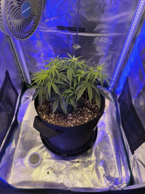 Watermelon Candy F1 auto (second grow). Week 4