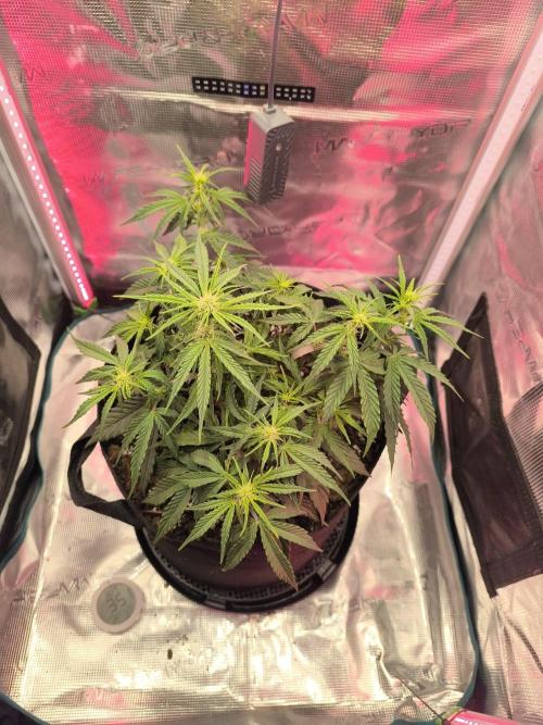 Watermelon Candy F1 auto (second grow). Week 4