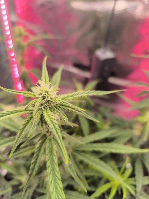 Watermelon Candy F1 auto (second grow). Week 5