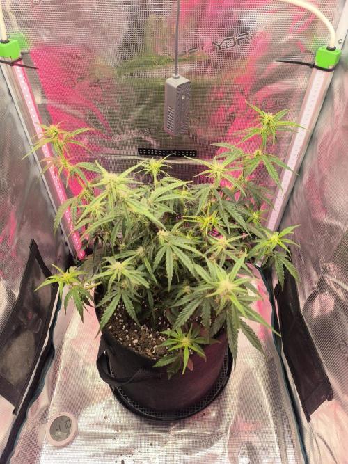 Watermelon Candy F1 auto (second grow). Week 5