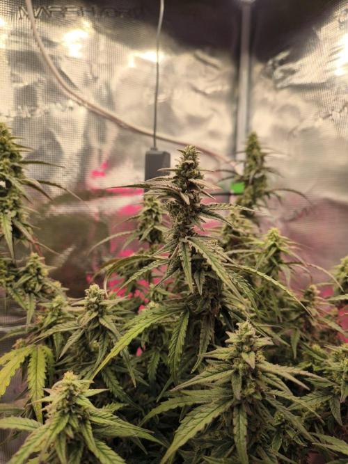 Watermelon Candy F1 auto (second grow). Week 8