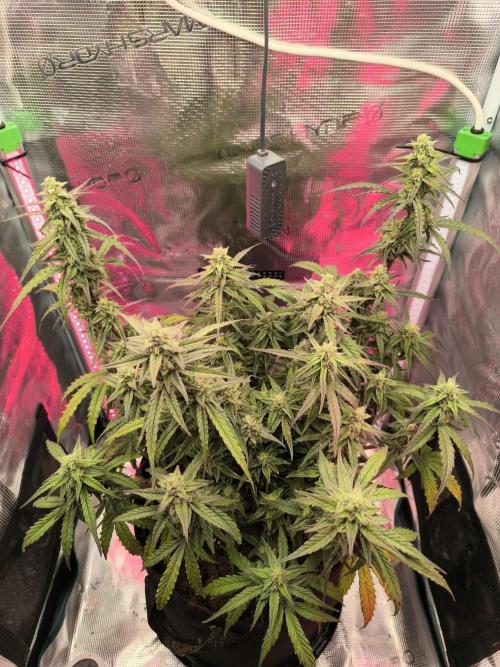 Watermelon Candy F1 auto (second grow). Week 8