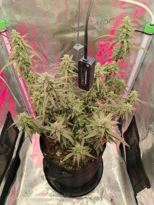 Watermelon Candy F1 auto (second grow). Week 9