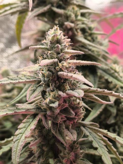 Watermelon Candy F1 auto (second grow). Week 9