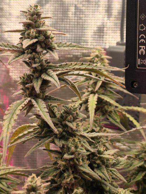 Watermelon Candy F1 auto (second grow). Week 9