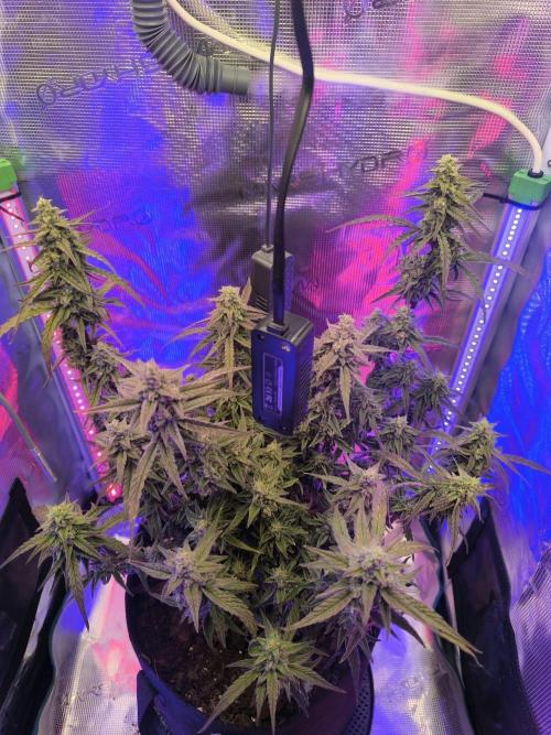 Watermelon Candy F1 auto (second grow). Week 9