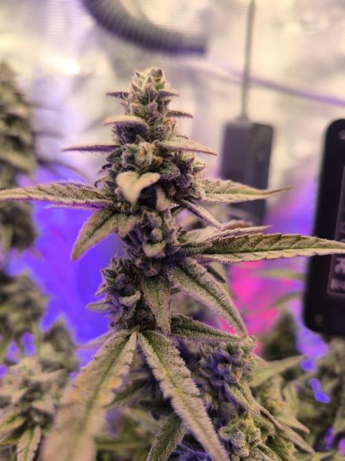 Watermelon Candy F1 auto (second grow). Week 9