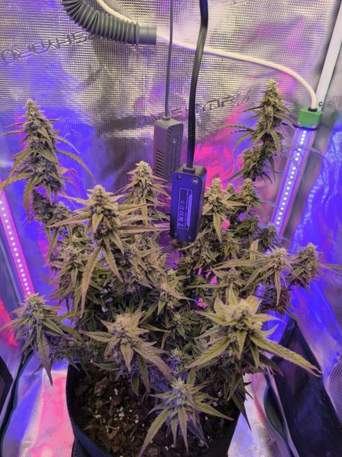 Watermelon Candy F1 auto (second grow). Week 9