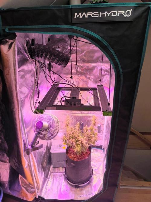 Watermelon Candy F1 auto (second grow). Week 9