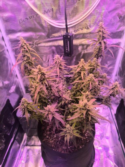 Watermelon Candy F1 auto (second grow). Week 9