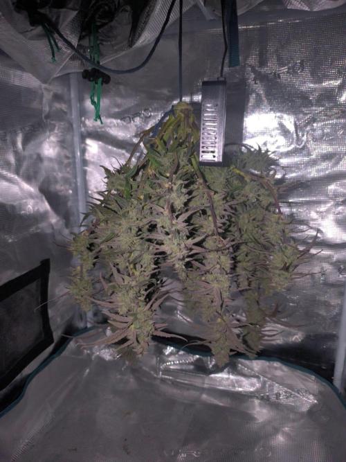 Watermelon Candy F1 auto (second grow). Week 10