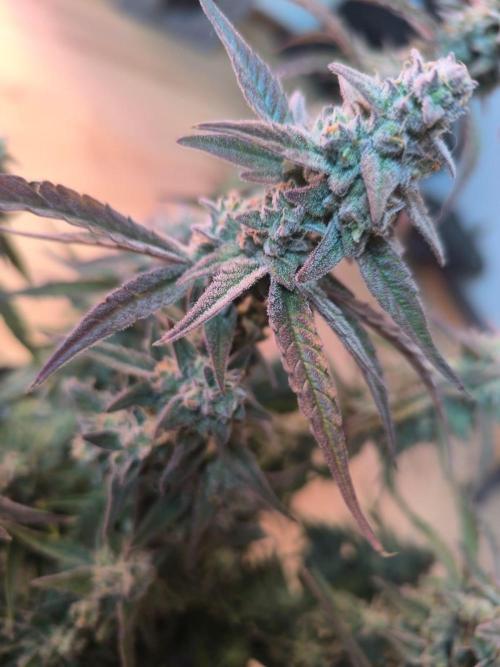 Watermelon Candy F1 auto (second grow). Week 10