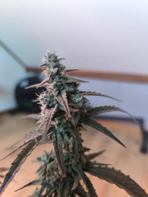 Watermelon Candy F1 auto (second grow). Week 10