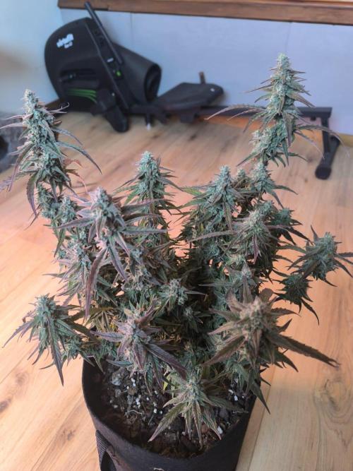 Watermelon Candy F1 auto (second grow). Week 10