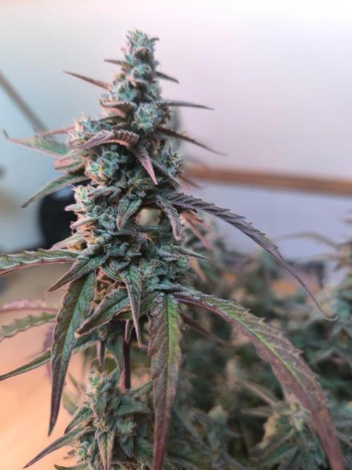 Watermelon Candy F1 auto (second grow). Week 10