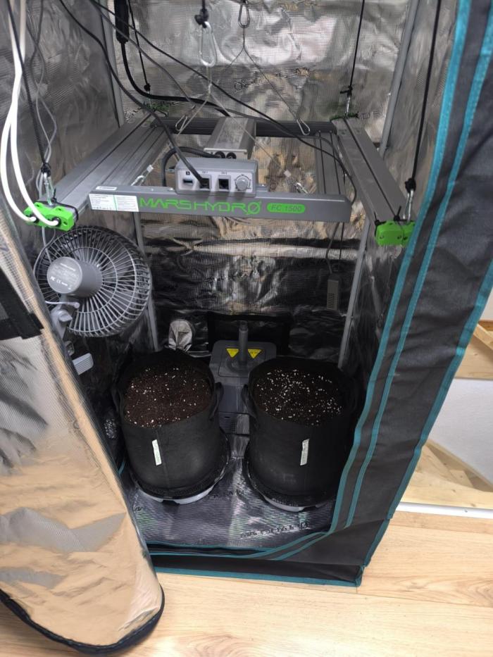 Lemon Cherry Cookies Auto. Week 0