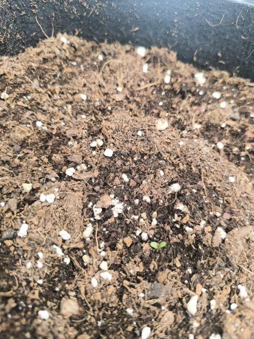 Lemon Cherry Cookies Auto. Week 0