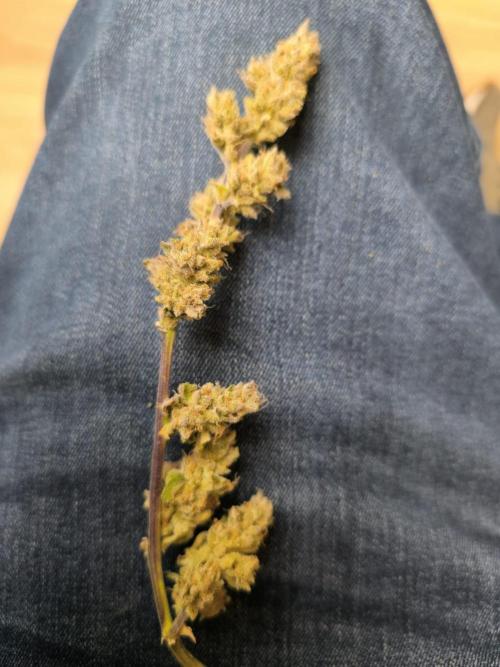 Watermelon Candy F1 auto (second grow). Week 10