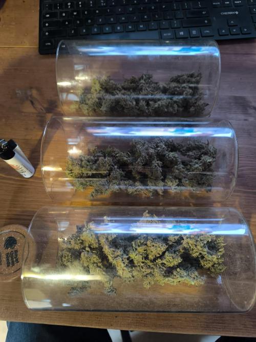 Watermelon Candy F1 auto (second grow). Week 10