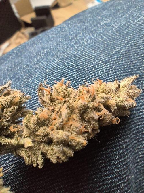 Watermelon Candy F1 auto (second grow). Week 10