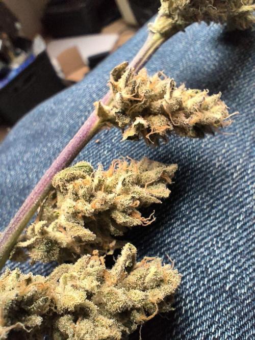 Watermelon Candy F1 auto (second grow). Week 10