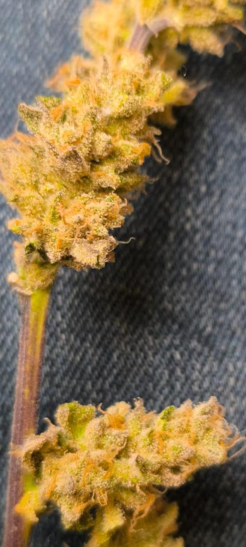 Watermelon Candy F1 auto (second grow). Week 10