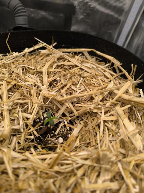 Lemon Cherry Cookies Auto. Week 0