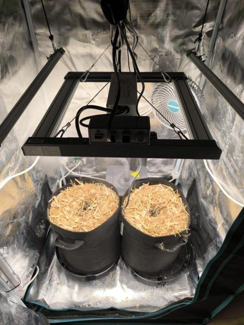 Lemon Cherry Cookies Auto. Week 0