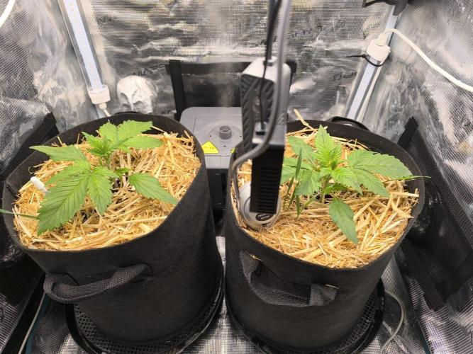 Lemon Cherry Cookies Auto. Week 0