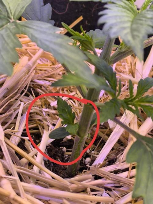 Lemon Cherry Cookies Auto. Week 1