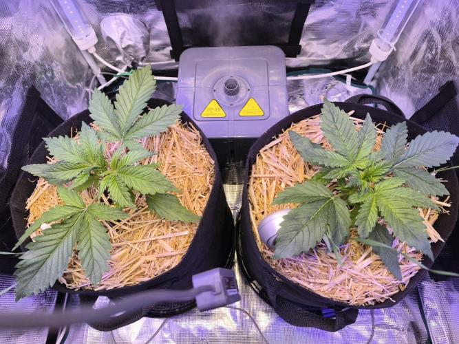 Lemon Cherry Cookies Auto. Week 1