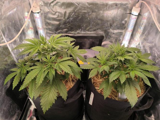 Lemon Cherry Cookies Auto. Week 3