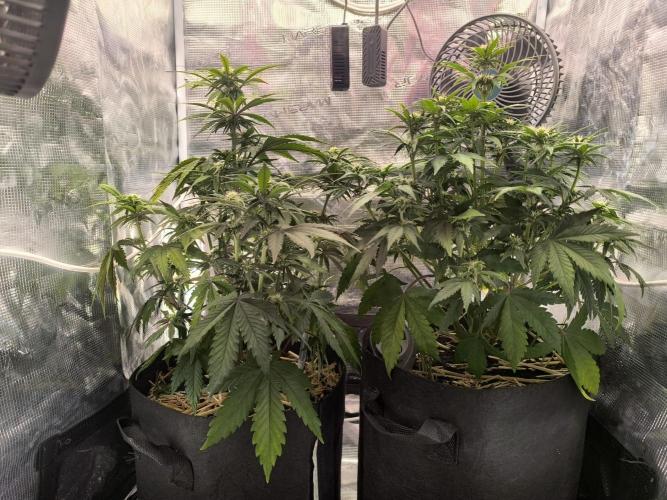 Lemon Cherry Cookies Auto. Week 5