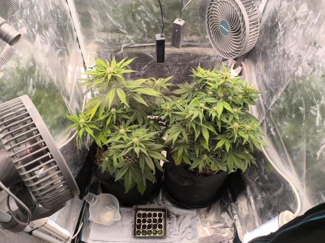 Lemon Cherry Cookies Auto. Week 5