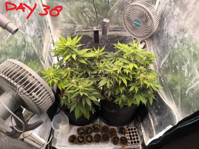 Lemon Cherry Cookies Auto. Week 5