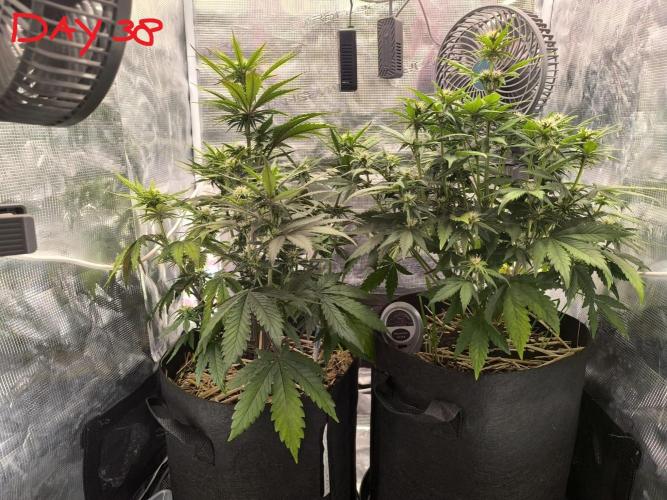 Lemon Cherry Cookies Auto. Week 5