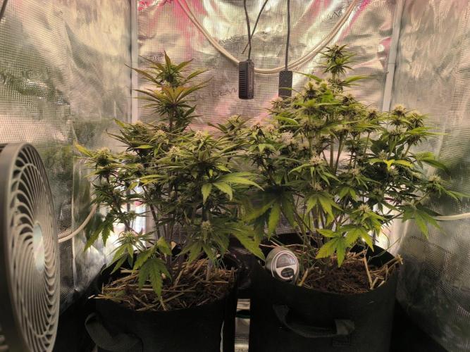 Lemon Cherry Cookies Auto. Week 6