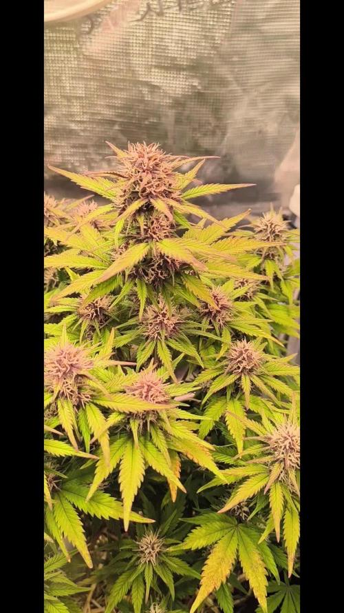 Lemon Cherry Cookies Auto