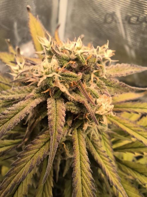 Lemon Cherry Cookies Auto. Week 7