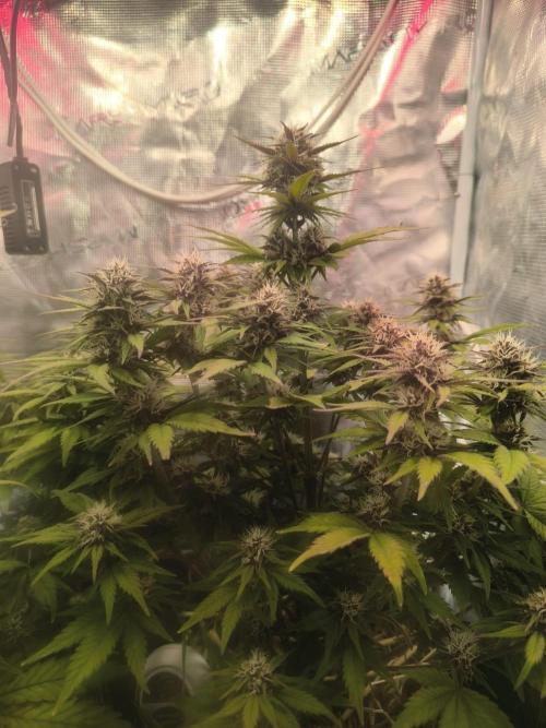 Lemon Cherry Cookies Auto. Week 7