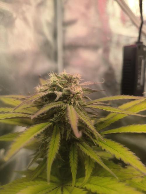 Lemon Cherry Cookies Auto. Week 7