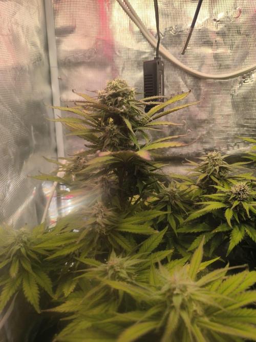 Lemon Cherry Cookies Auto. Week 7