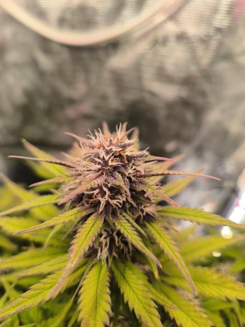 Lemon Cherry Cookies Auto. Week 7
