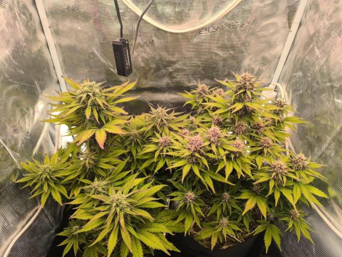Lemon Cherry Cookies Auto. Week 7