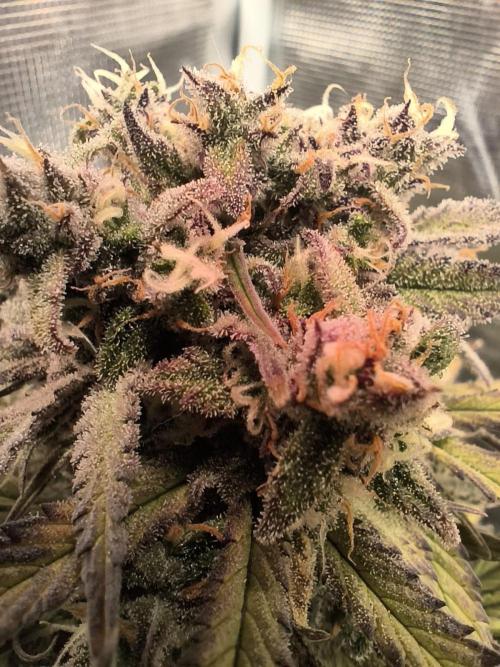 Lemon Cherry Cookies Auto. Week 8