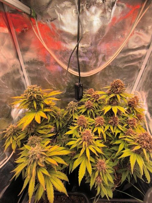 Lemon Cherry Cookies Auto. Week 8